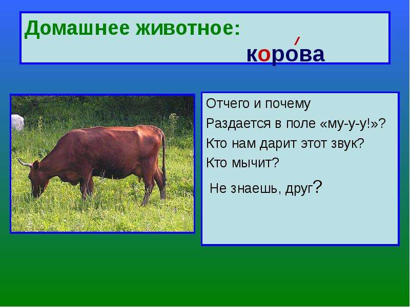 Домашнее животное корова проект