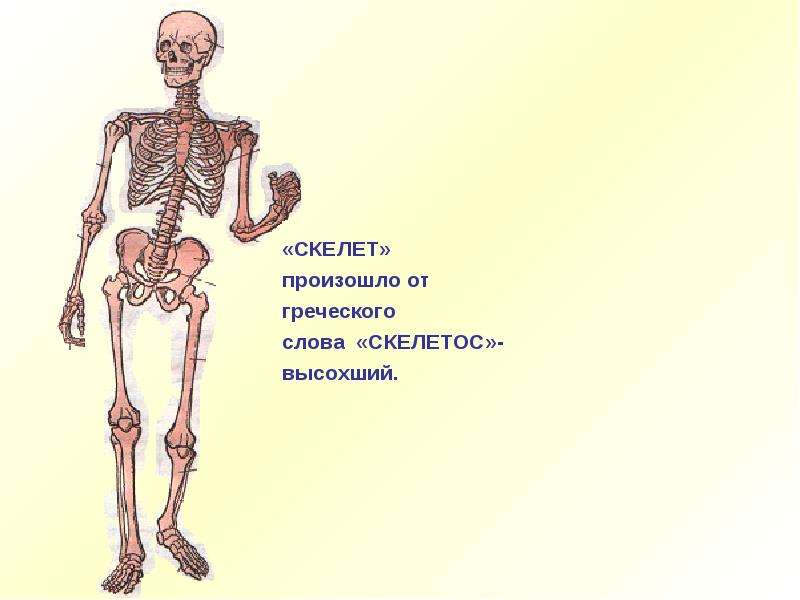 Опора и движение. Опора тела и движение. Опора и движение организмов. Анатомия опора и движение человека. Опора тела.