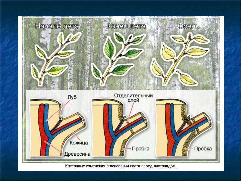 Значение листьев 6 класс биология. Схема процесса листопада. Листопад отделительный слой. Процесс опадания листьев. Стадии листопада.