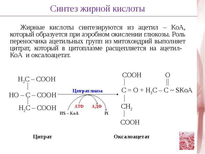 Синтез жирных кислот. Синтез жирных кислот из аминокислот. Синтез жиров из ацетил КОА. Жирные кислоты до ацетил КОА. Жирные кислоты синтезируются из.