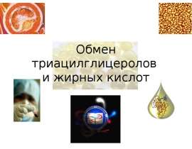 Обмен триацилглицеролов и жирных кислот