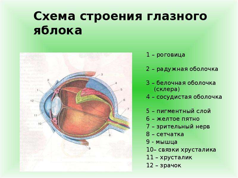 Орган зрения зрительный анализатор презентация 8 класс