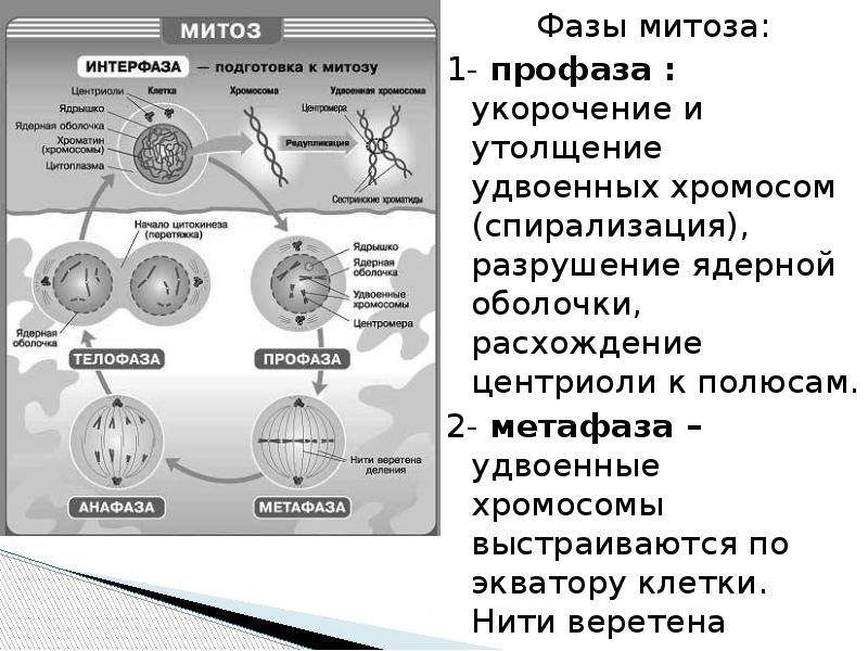 Митоз презентация 10 класс базовый уровень