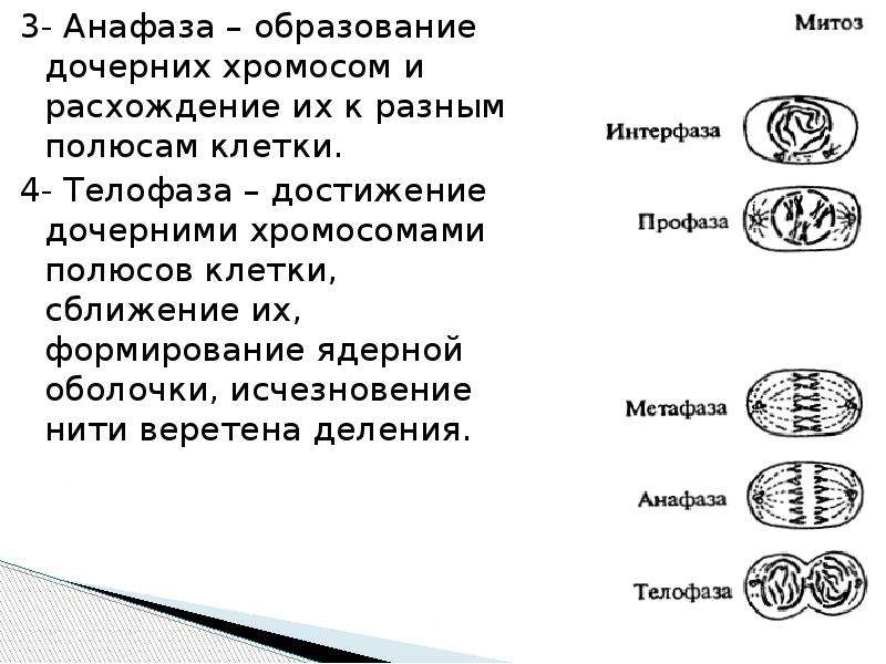 Фазы митоза таблица. 2н4с митоз. Хромосомы расходятся к полюсам в анафазе митоза и мейоза. Для анафазы митоза характерны процессы. Телофаза митоза набор хромосом.