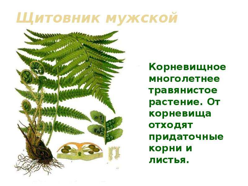 Тело папоротника. Щитовник. Папоротник Щитовник строение. Папоротник Щитовник мужской строение. Отдел Папоротниковидные папоротник мужской.