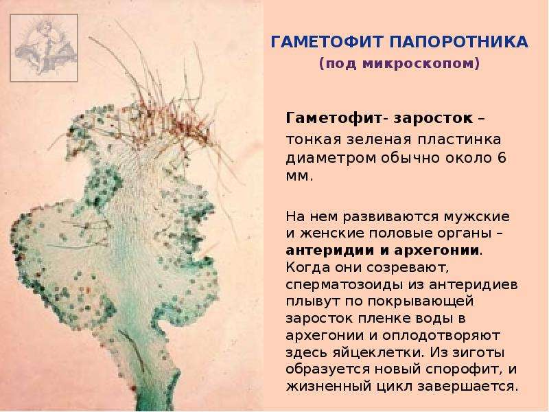 Гаметофит папоротника. Гаметофит папоротникообразных. Гаметофи тпапаратникообразных. Заросток гаметофит папоротника. Гаметофит представлен заростком.