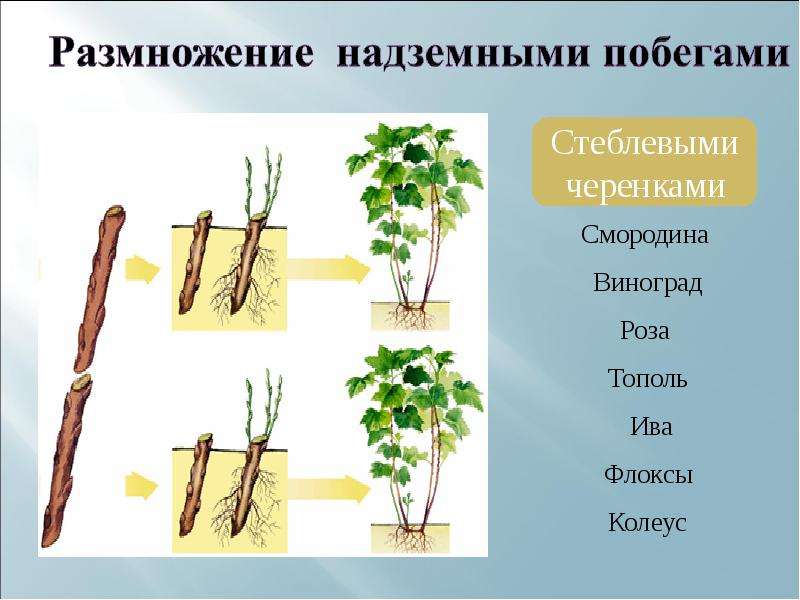 Вегетативное размножение растений презентация