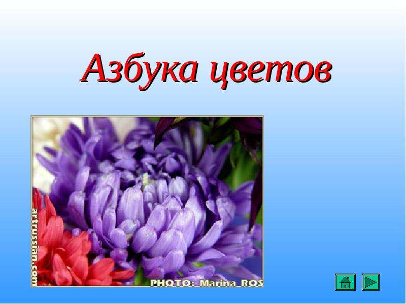 Мой цветок в моем классе. Проект Азбука цветов. Азбука цветов 1 класс проект. Проект Цветочная Азбука 1 класс. Цветочная Азбука презентация.