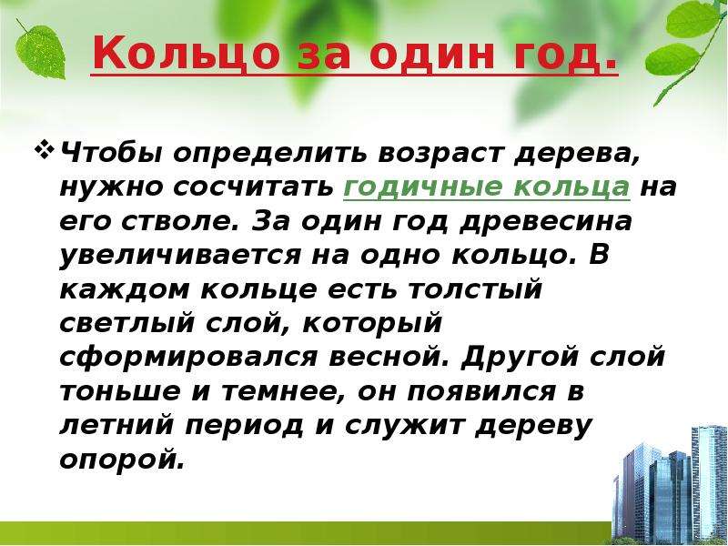 Как определить возраст дерева не спиливая его. Определение возраста дерева. Как определить Возраст дерева по спилу. Лабораторная работа определение возраста дерева по спилу. Презентация на тему возраста деревьев.