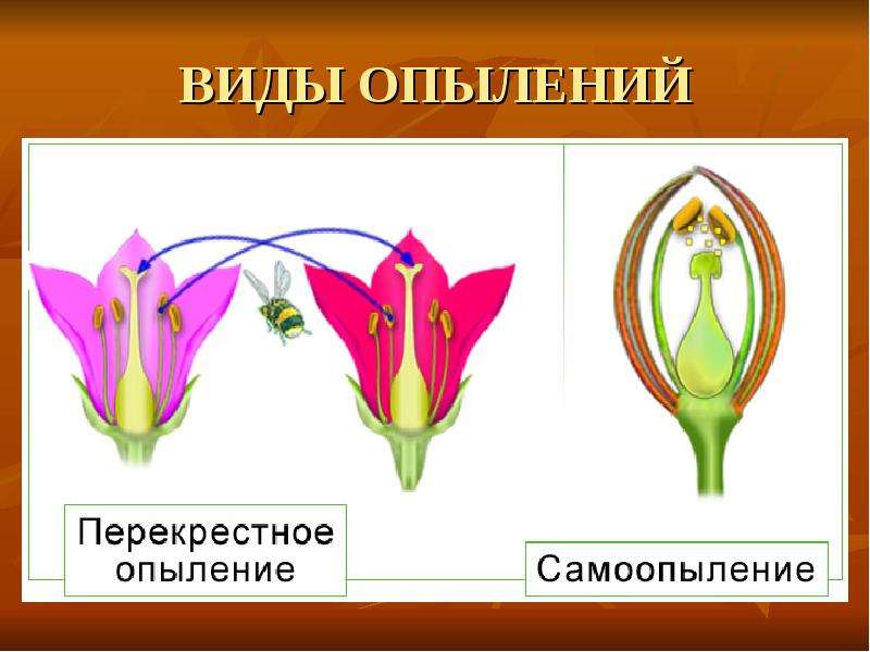 Презентация биология 6 класс размножение покрытосеменных растений