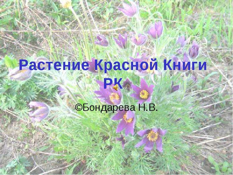 Красная книга казахстана растения презентация