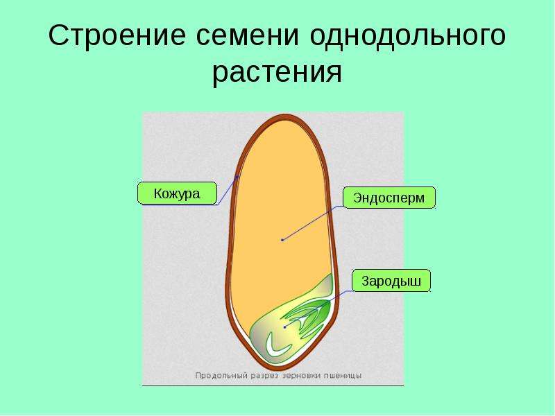 Строение семян двудольных и однодольных растений рисунок