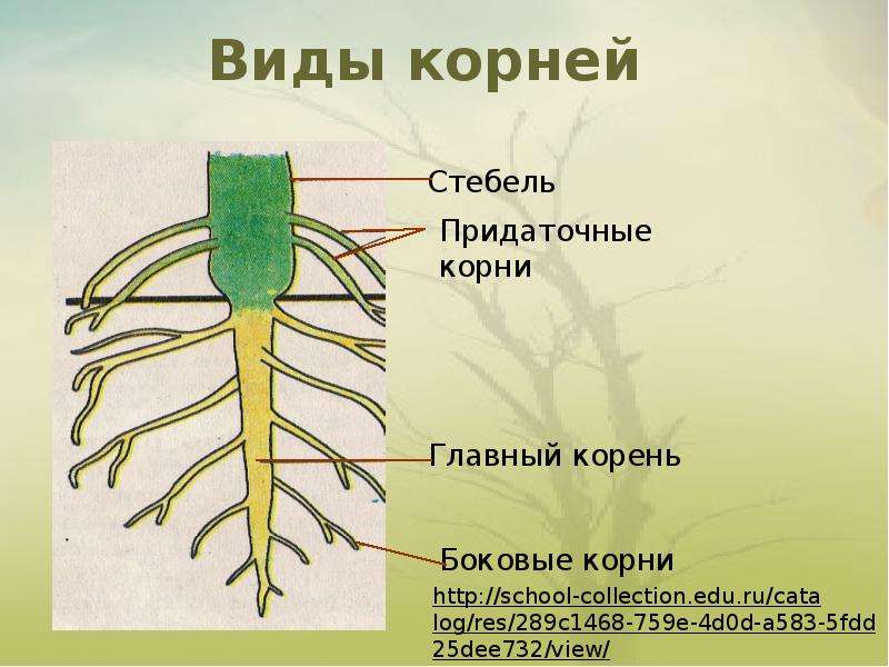 Корень для презентации