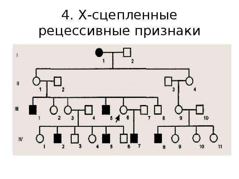 Х сцепленный. Х сцепленный рецессивный Тип наследования родословная. Генеалогическое Древо x-сцепленный рецессивный Тип наследования. Сцепленный с х хромосомой рецессивный Тип наследования. Родословная с рецессивным x-сцепленным типом наследования.