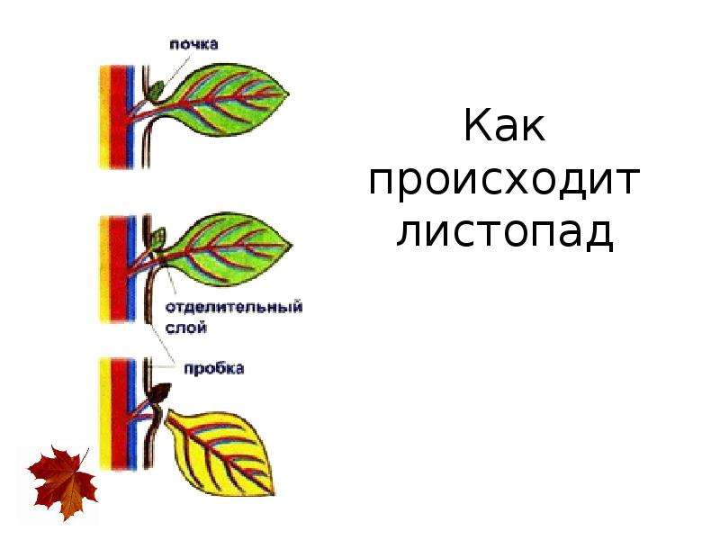 Листья в жизни растений. Схема процесса листопада. Как происходит листопад. Процесс листопада у растений. Листопад (биология).