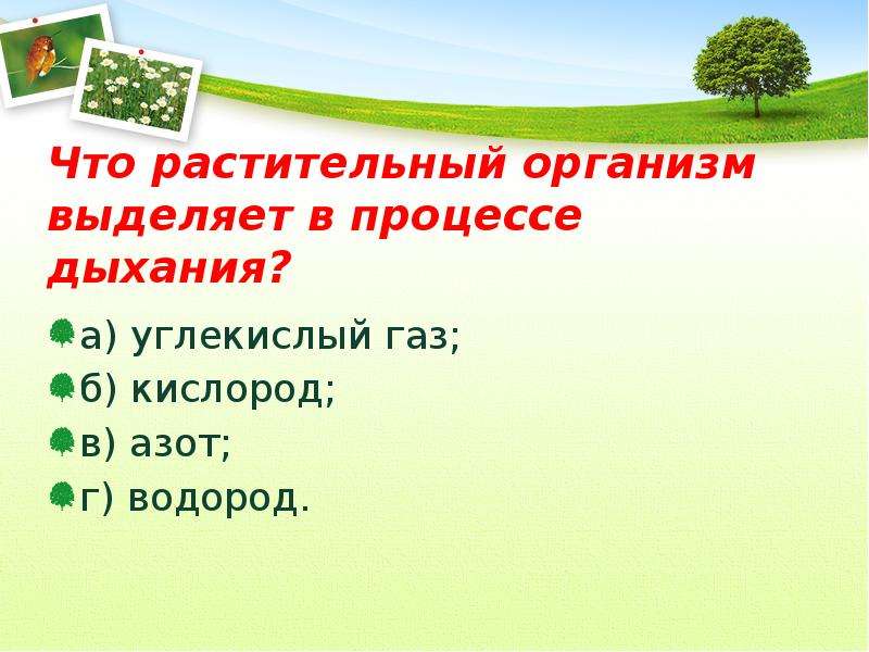 Растительный организм 9 класс. Растительный организм. Растительный организм и его особенности. Растительный организм презентация 9 класс.