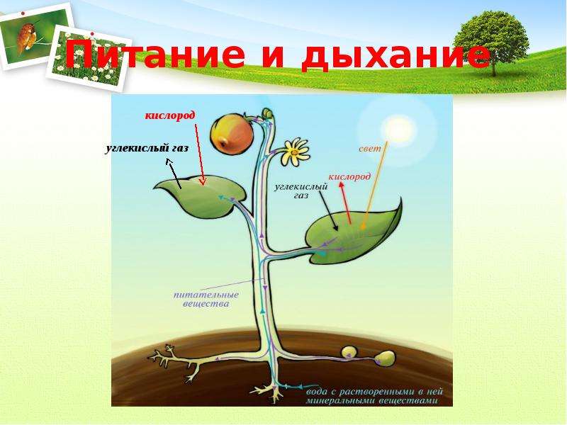 Как называется свойство живых организмов изображенное на рисунке растение растет