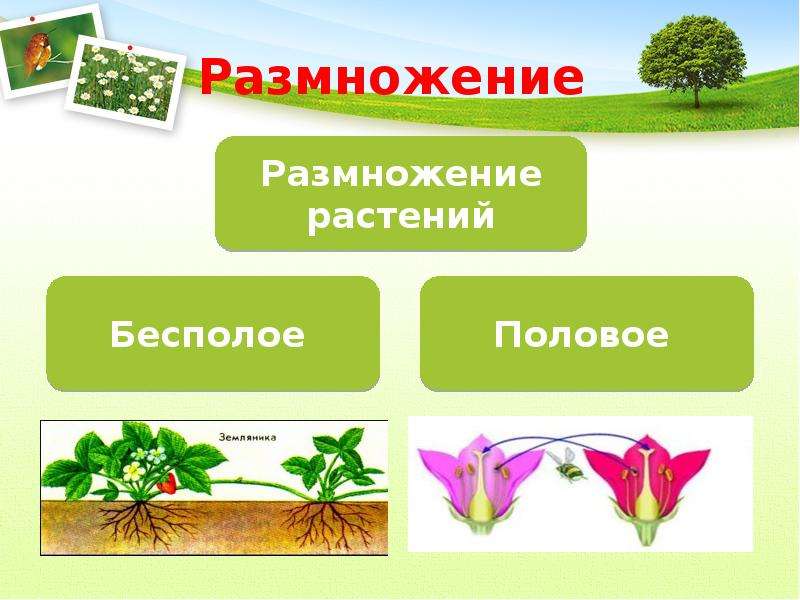 Презентация растения 5 класс