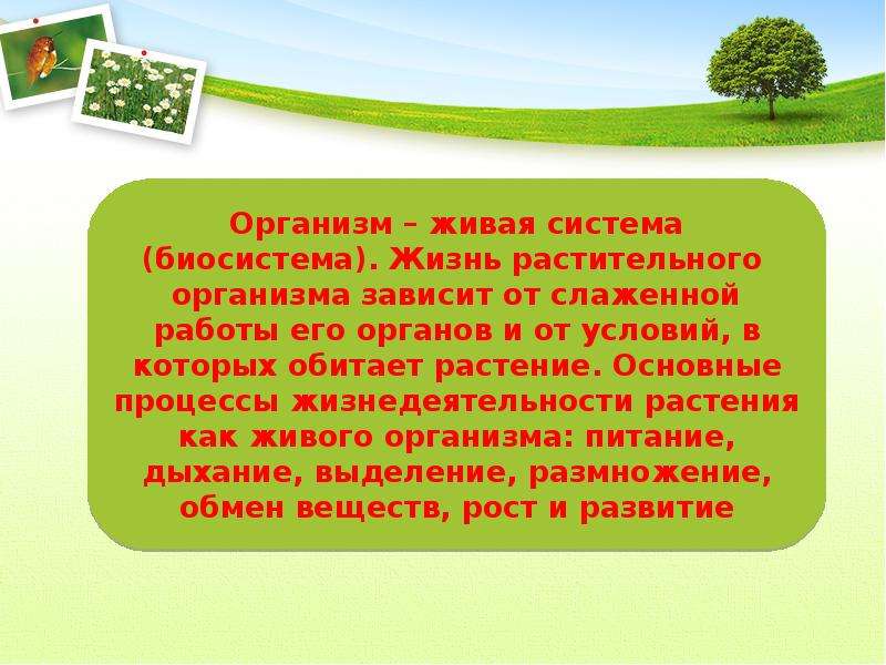 Как живут растения презентация 1 класс школа россии презентация