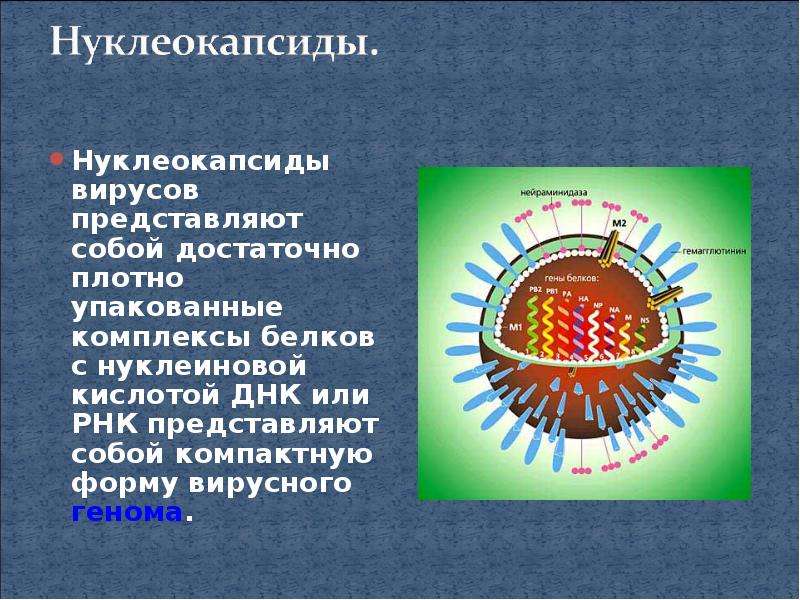 Белки вирусов. Вирион нуклеокапсид. Коронавирус нуклеокапсид. Строение вируса нуклеокапсид. Тип симметрии нуклеокапсида вируса.