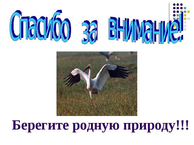 Спасибо за внимание для презентации берегите природу