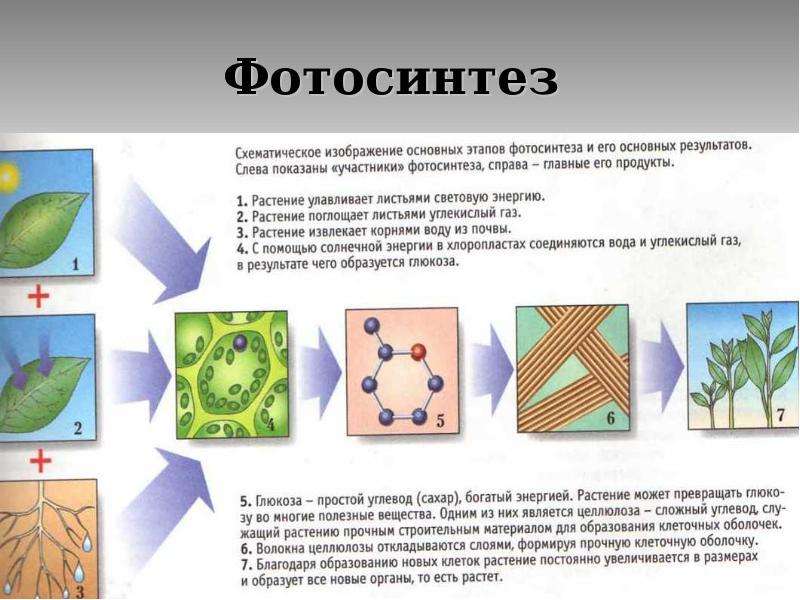 Патология обмена веществ презентация