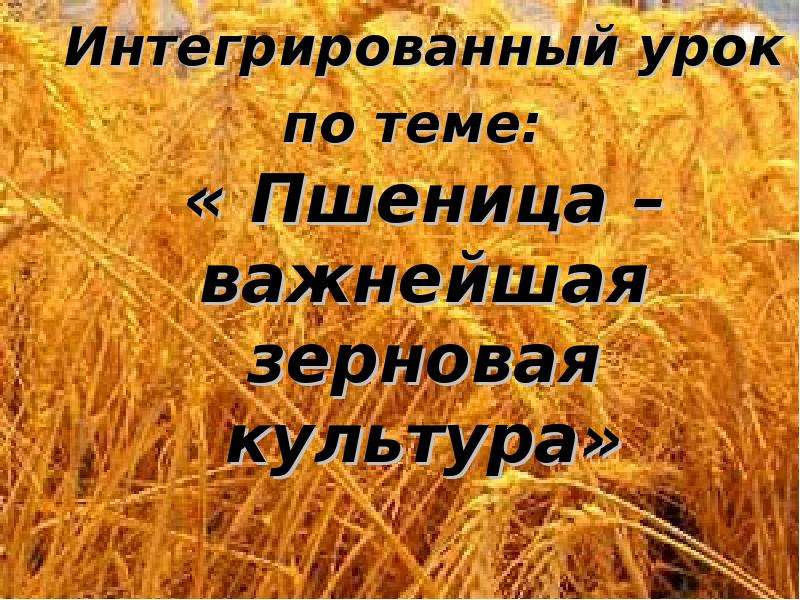 Важнейшей зерновой. Пшеница важнейшая зерновая. Презентация на тему пшеница 7 класс. Презентация на тему пшеница без слов 7 класс. 5 Класс зерно язык.