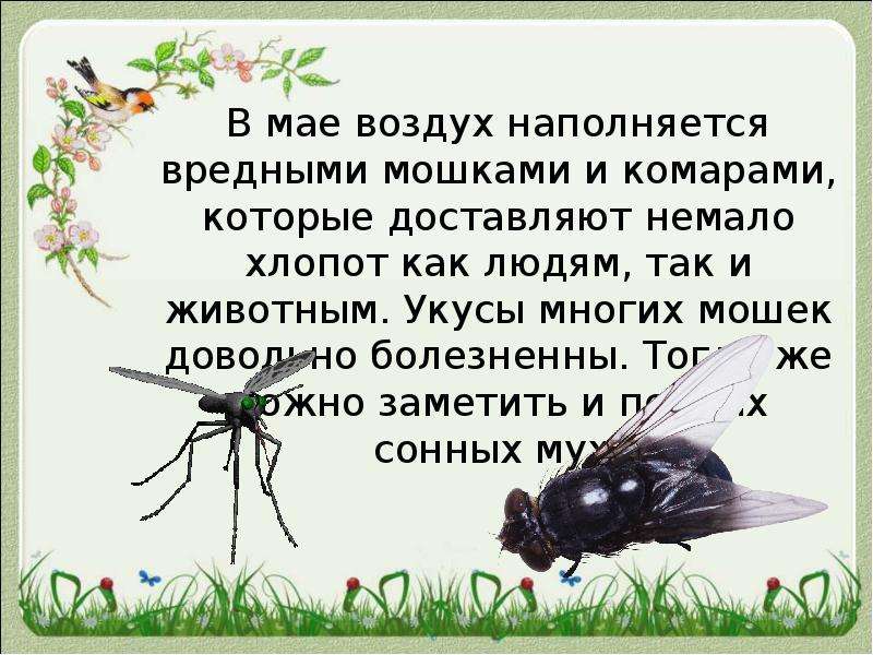 Жизнь насекомых весной. Доклад в мире насекомых весной.