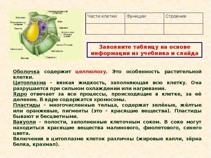 Строение клетки проект