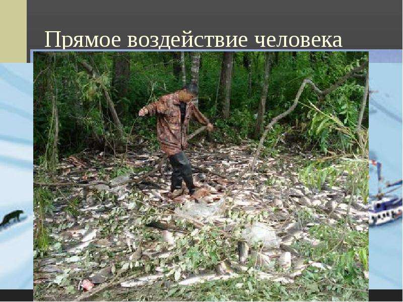 Прямое воздействие человека Браконьерство в Крымском заповеднике На Алтае На Ангаре