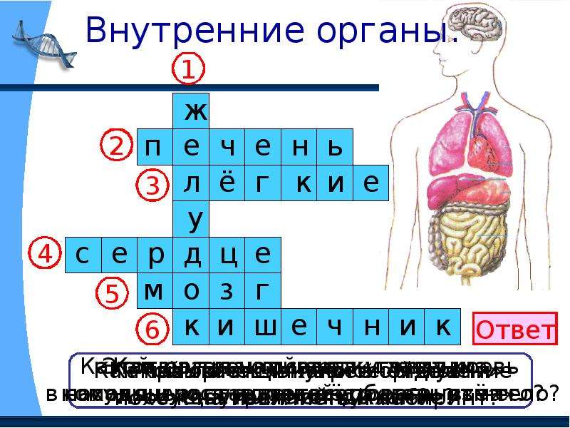 Презентация части тела