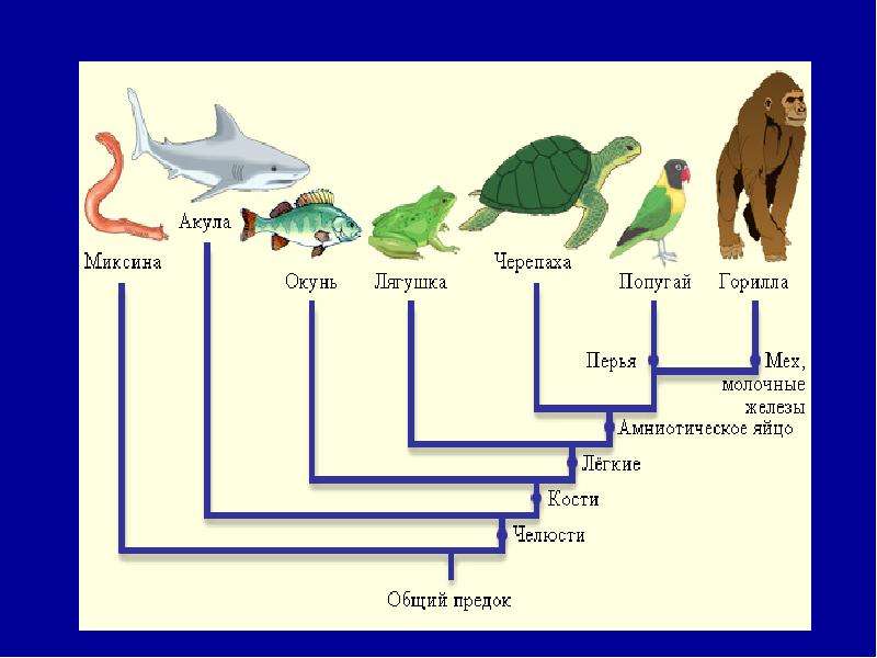 Эволюция животных картинки для презентации