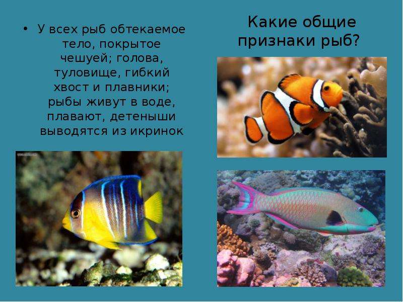 Какие общие признаки рыб? У всех рыб обтекаемое тело, покрытое чешуей; голова, туловище, гибкий хвос