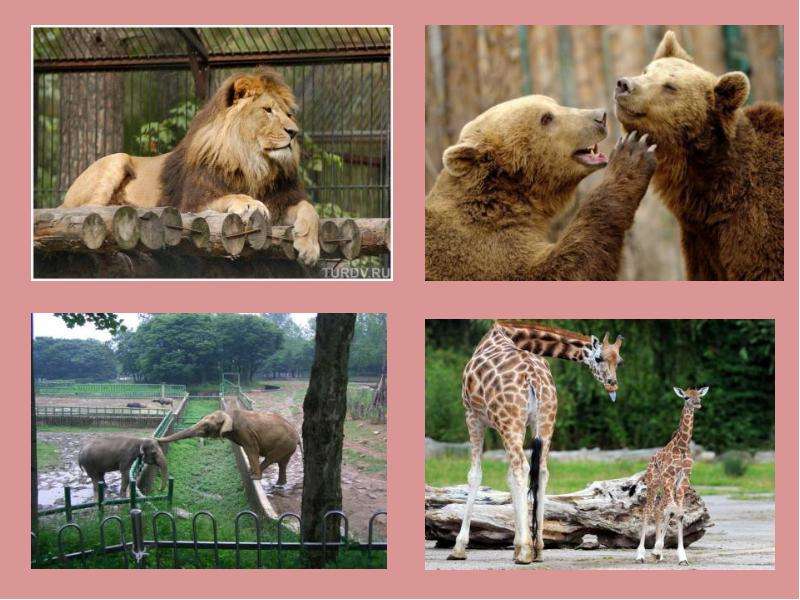 Животные в зоопарке для детей, слайд 14