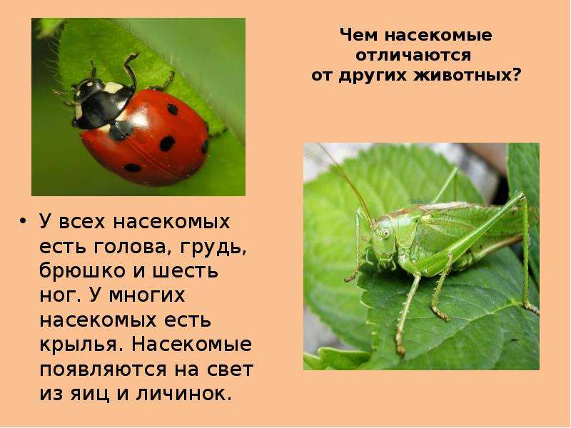 Чем насекомые отличаются от других животных? У всех насекомых есть голова, грудь, брюшко и шесть ног