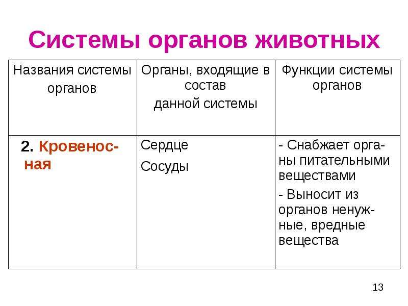 Презентация системы органов животных 7 класс