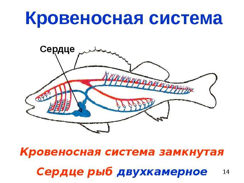 Кровеносная органы рыб. Кровеносная система рыб. Органы кровеносной системы у рыб. Схема строения кровеносной системы рыб. Двухкамерное сердце у рыб.