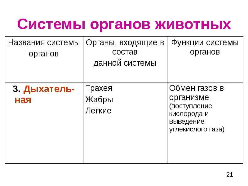 Системы органов животных. Органы и системы органов животных 6 класс таблица. Органы и системы органов животных 6 класс. Система органов животных таблица 6 класс. Система органов животных вывод.