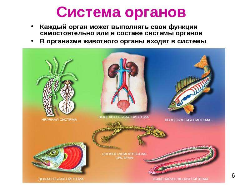 Ткани органы системы органов животных. Системы органов животных. Системы органов животных схема. Функции систем органов животных. Система органов это в биологии.