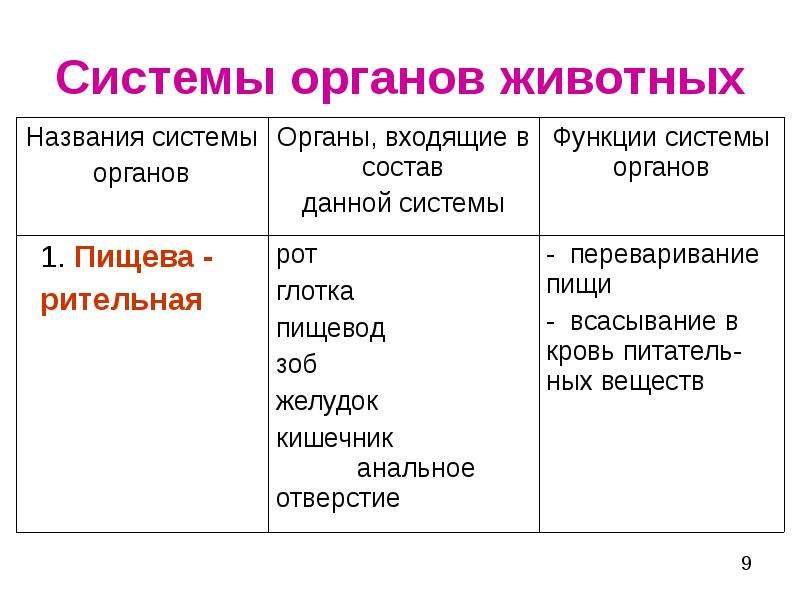 Органы и системы органов животных и человека. Биология органы и системы органов животных таблица. Органы и системы органов животных таблица системы органы функции. Органы и системы органов животных таблица 7 класс. Сделать таблицу по биологии 6 класс органы и системы органов животных.