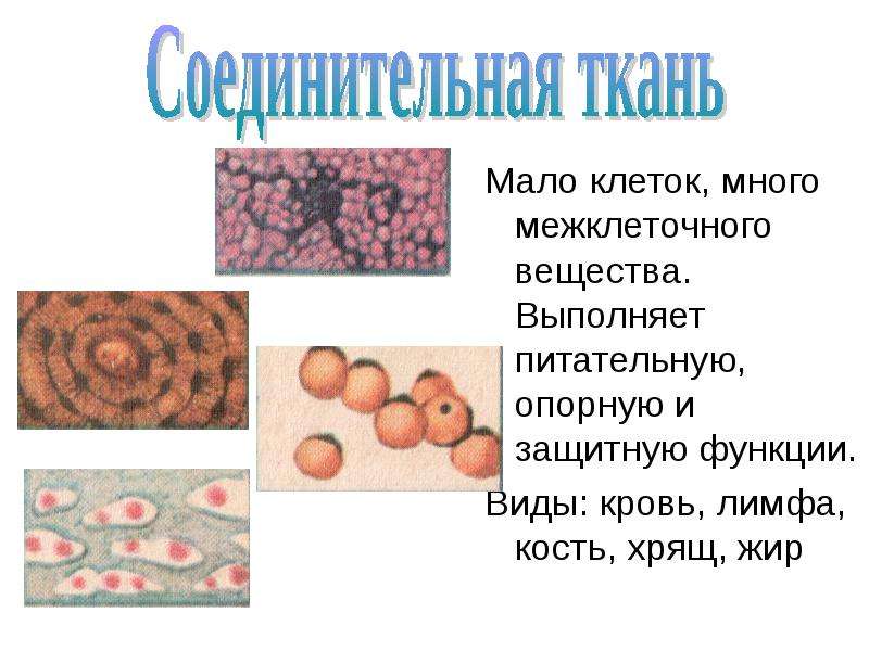 Мало клеток. Соединительная ткань кровь межклеточное вещество. В соединительной ткани много межклеточного вещества. Соединительным тканям клеток много. Клеток мало а межклеточного вещества много в тканях.