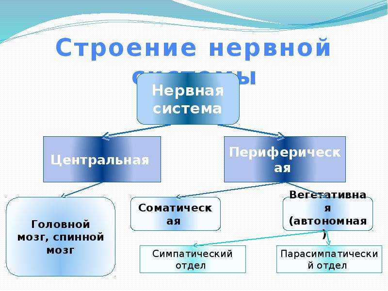 Презентация строение нервной системы