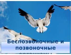 Беспозвоночные и позвоночные организмы