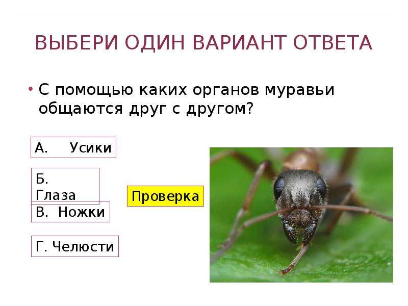 Насекомые пчелы муравьи. Презентация на тему общественные насекомые муравьи. Презентация по биологии общественные насекомые пчелы и муравьи. Муравьи общественные насекомые 7 класс биология презентация. Таблица общественные насекомые пчёлы и муравьи.