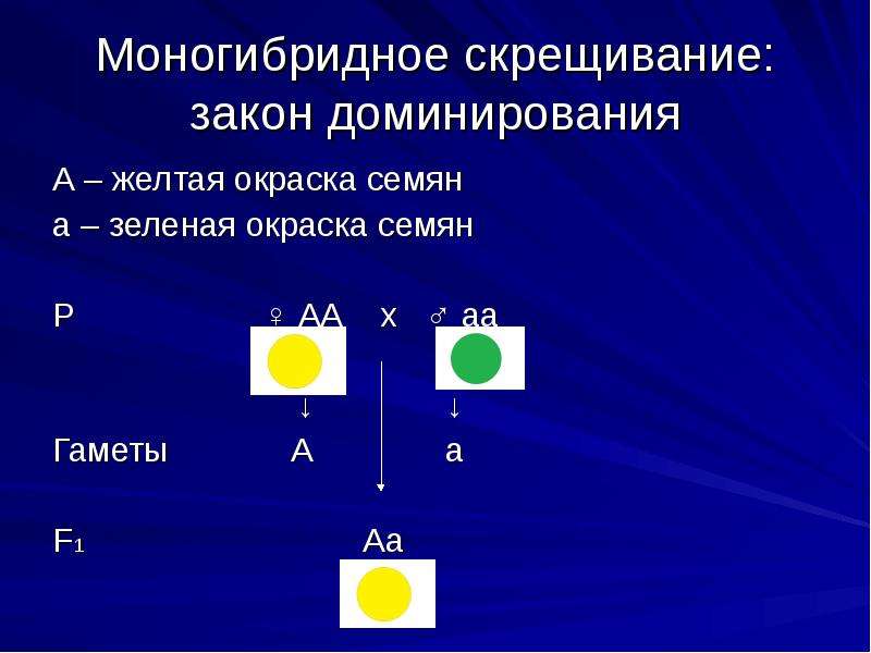 С чем скрещен желтый. Законы моногибридного скрещивания. Моногибридное скрещивание закон доминирования. Моногибридное скрещивание фото. Скрещивание жёлтого и синего.