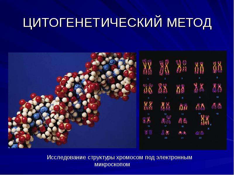 Цитогенетический метод картинки для презентации