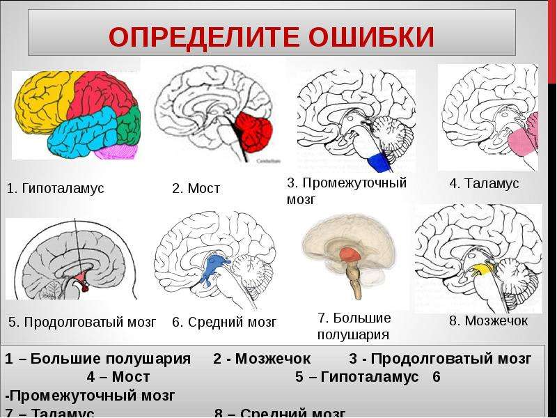 Передний мозг рисунок