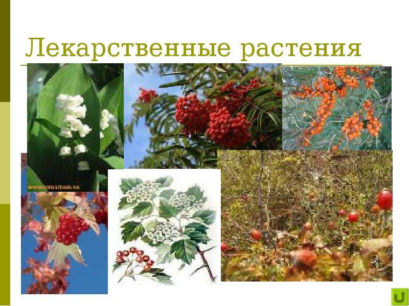 Значение покрытосеменных в природе. Лечебные Покрытосеменные растения. Покрытосеменные кустарники. Покрытосеменные в природе. Покрытосеменные растения в природе.