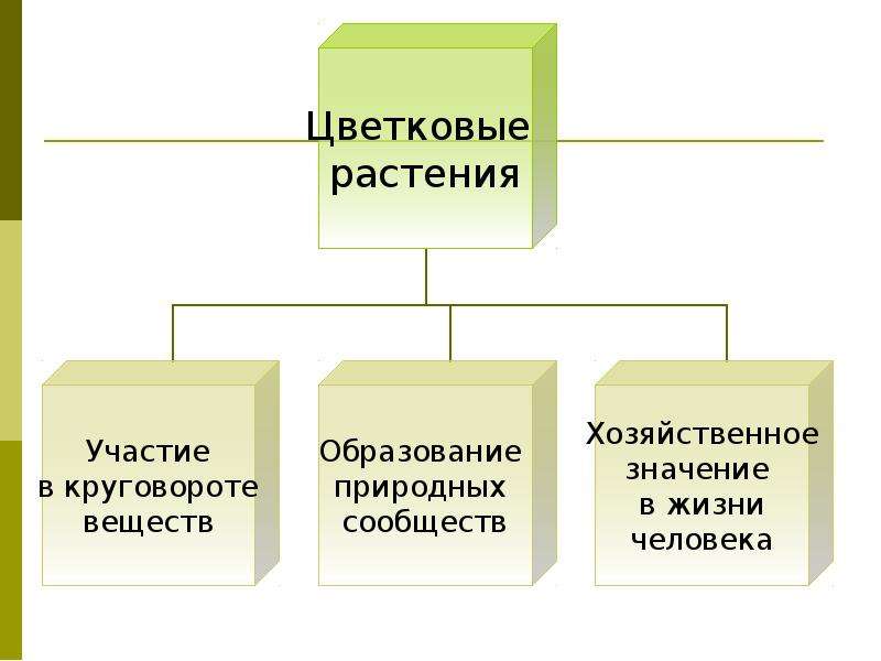 Значение покрытосеменных растений в жизни человека. Значение цветковых в природе. Значение покрытосеменных в природе и жизни человека. Значение цветковых растений в жизни человека. Цветковые растения значение.