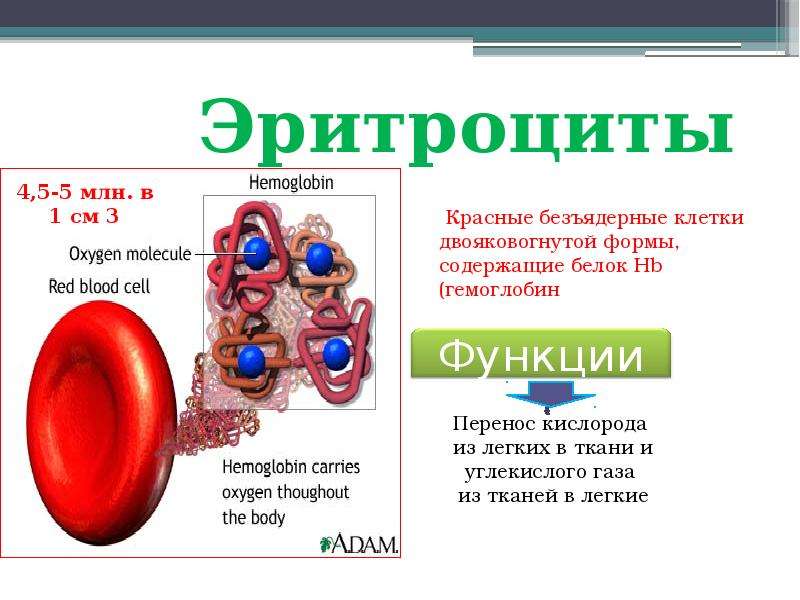 Элементы крови содержащие гемоглобин. Эритроциты и гемоглобин в крови. Эритроциты красные клетки крови. Гемоглобин это белок крови.